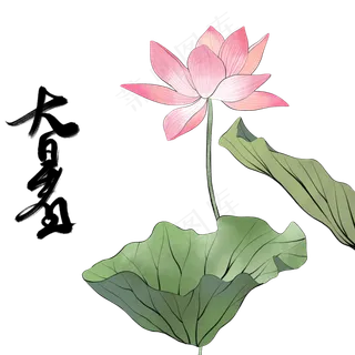 夏天大暑节气荷花荷叶