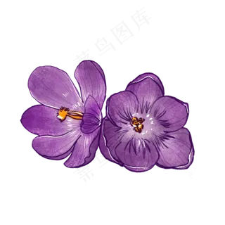 藏红花花卉花,免抠元素