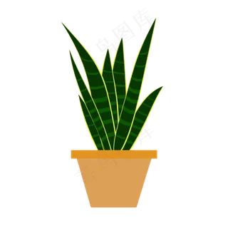 深绿色植物小盆栽