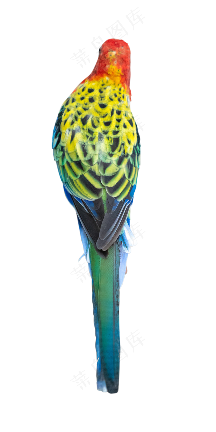 绿色东玫瑰鹦鹉