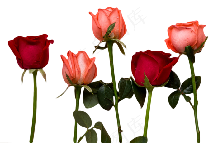 玫瑰花束(1401X922(DPI:300))psd模版下载