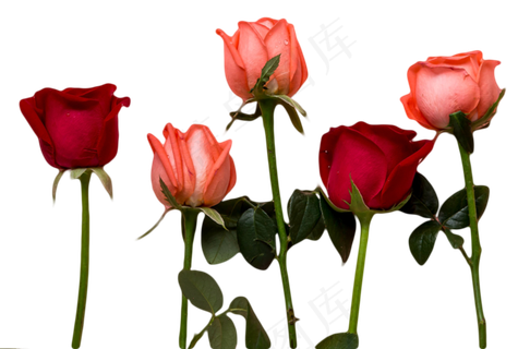 玫瑰花束 玫瑰花束