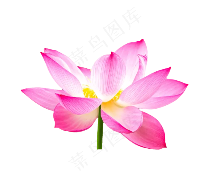 一朵荷花(3545X5315(DPI:300))