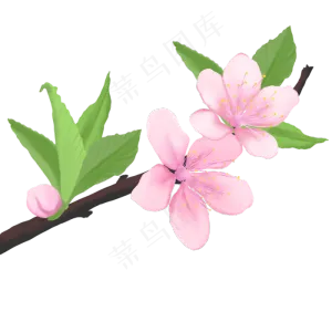 植物花类桃花春天盛开