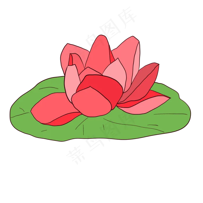 盛开的白莲荷花小清新