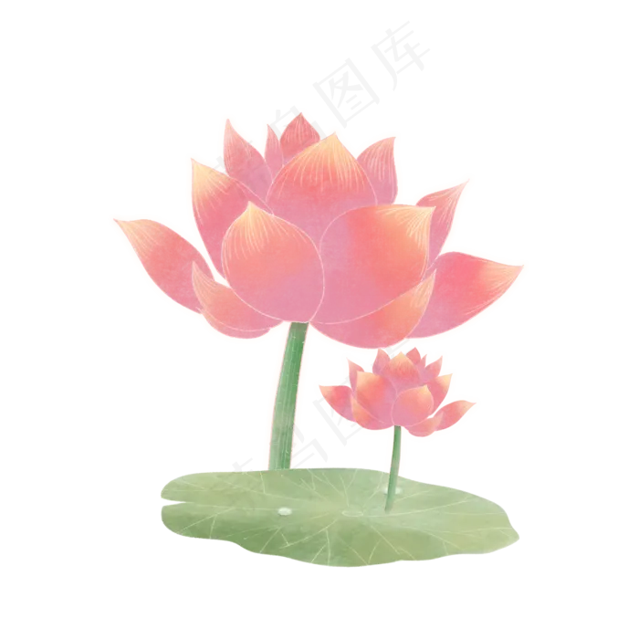 夏季荷花荷叶(2000X2000(DPI:300))psd模版下载