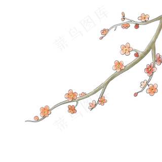 冬天腊月赏花花卉梅花腊梅