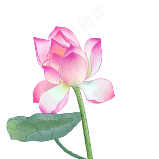 中国风荷花水彩画