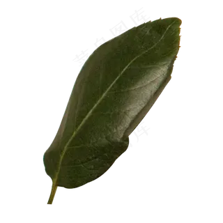 实拍飘落的一片叶子