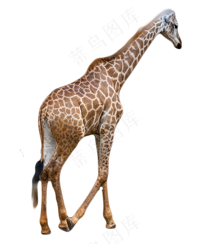 独自行走的长颈鹿,免抠元素