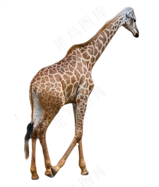 独自行走的长颈鹿,免抠元素