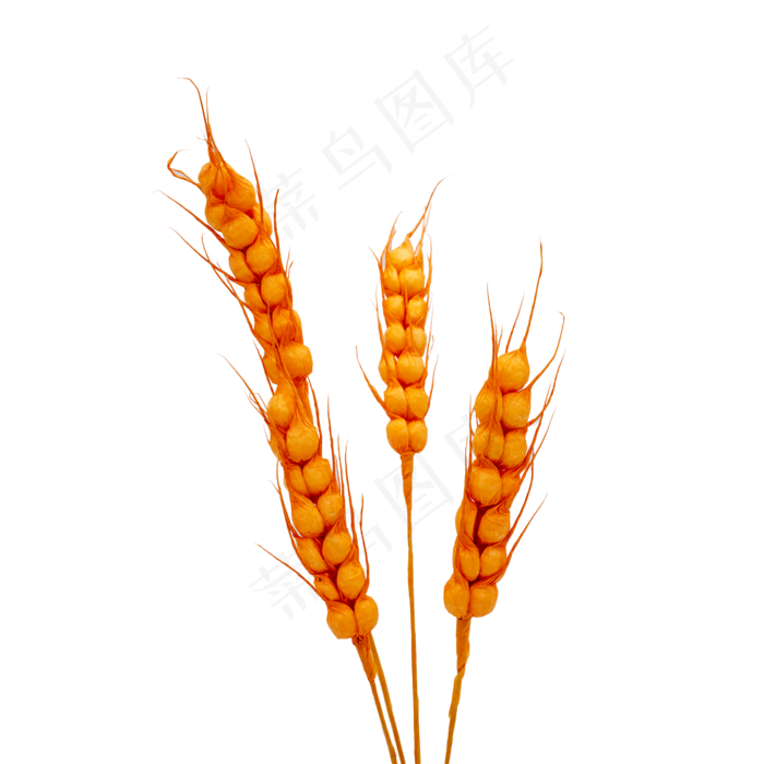 金稻穗大麦干花仿真物料装饰物品(2000*2000px 300 dpi )