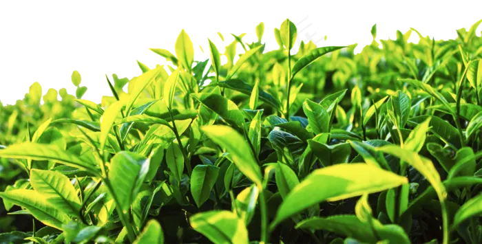 嫩绿的茶叶从,免抠元素(2000*1015px 300 dpi )psd模版下载