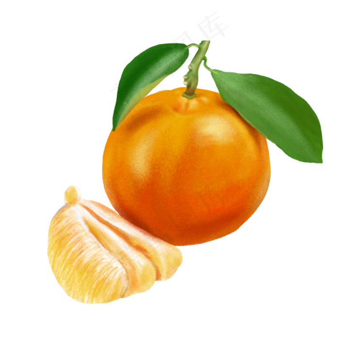 手绘秋冬水果之桔子