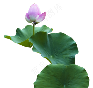 夏日湖畔荷花盛开