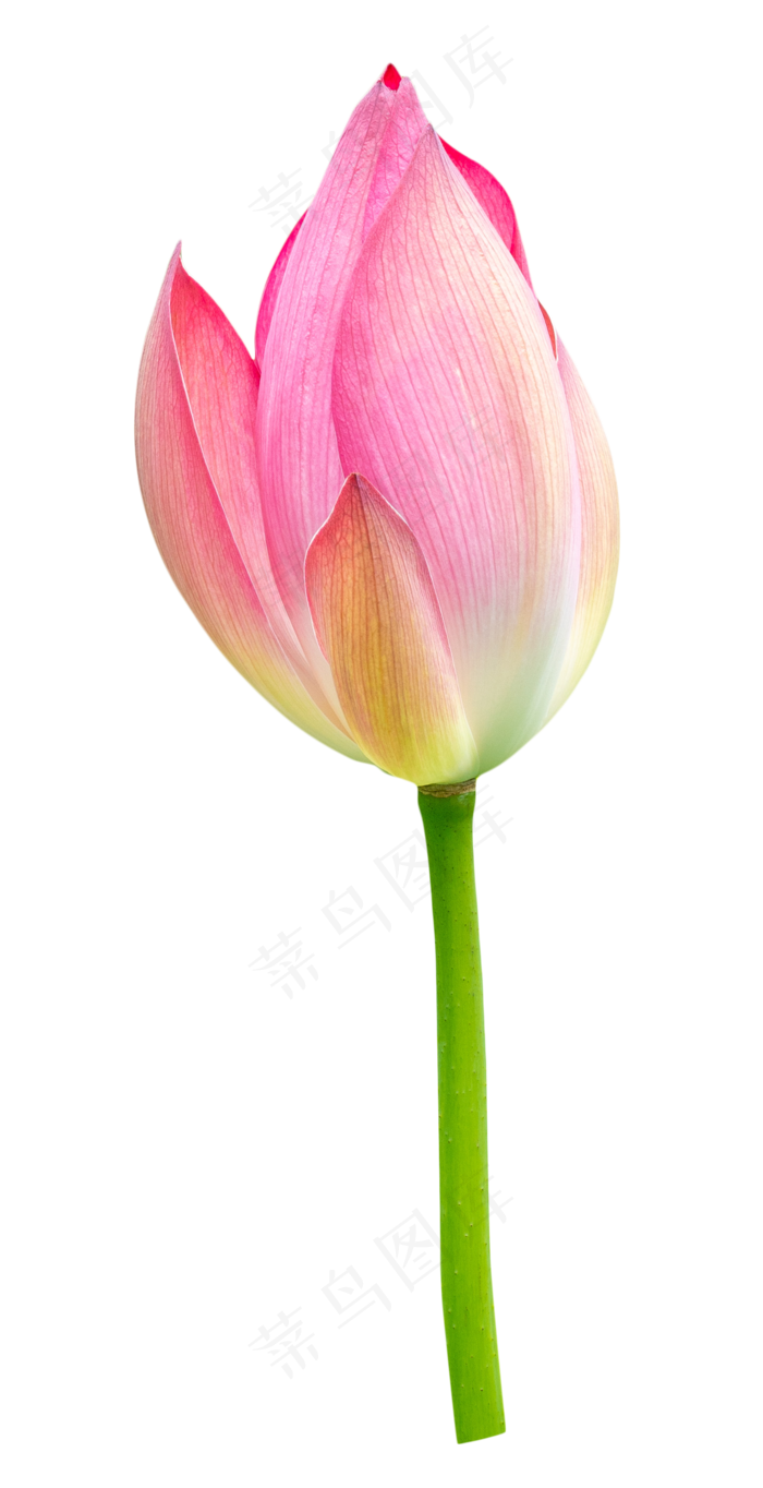 红色花朵荷花(2000*3898px 300 dpi )