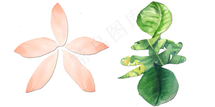 节气花草大暑艺术字png(4000X2000(DPI:300))psd模版下载