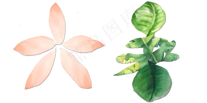 节气花草大暑艺术字png(4000X2000(DPI:300))psd模版下载