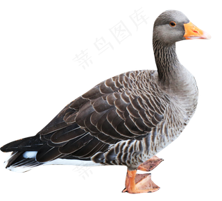 深灰色的鸭子,免抠元素