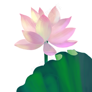 粉色绽放荷花花卉