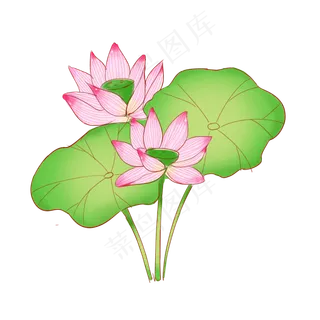 二十四节气之大暑荷叶荷花主题