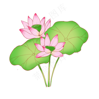 二十四节气之大暑荷叶荷花主题