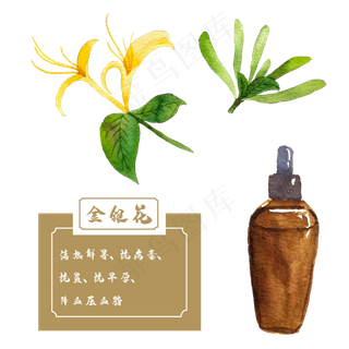 金银花类中草药材水彩植物花卉