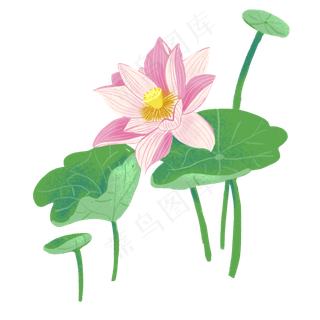 粉色荷花荷叶