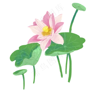 粉色荷花荷叶