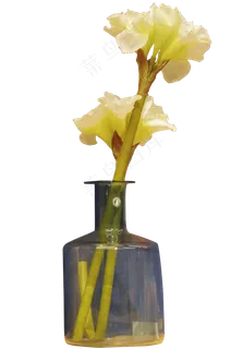插在玻璃瓶中的花 插在玻璃瓶中的花