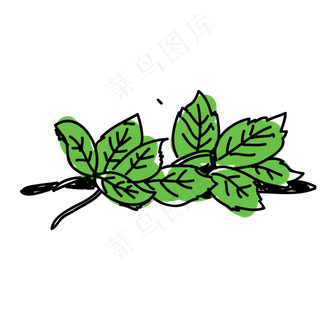 薄荷叶免抠速写PNG