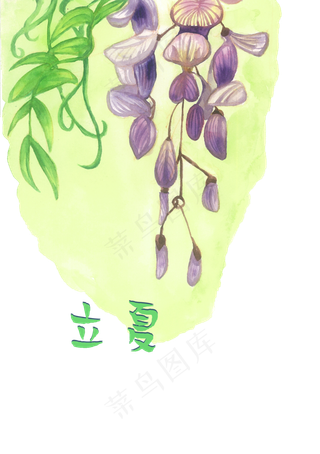 立夏节气紫藤花植物PNG