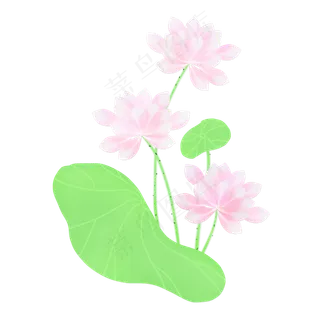 春夏荷花png素材