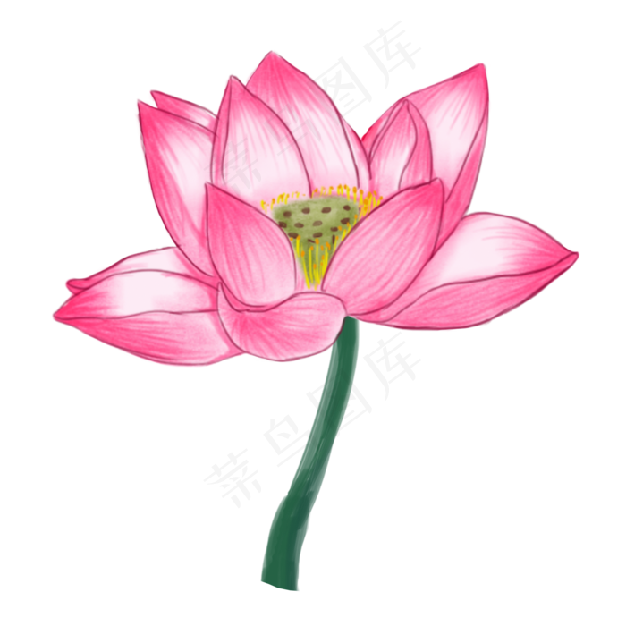 漂亮的荷花免抠图(2000X2000(DPI:300))psd模版下载
