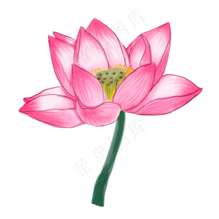 漂亮的荷花免抠图