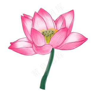 漂亮的荷花免抠图