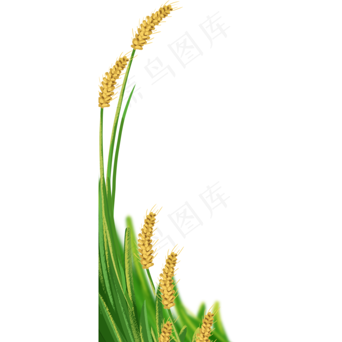芒种麦穗(2000X2000(DPI:300))psd模版下载