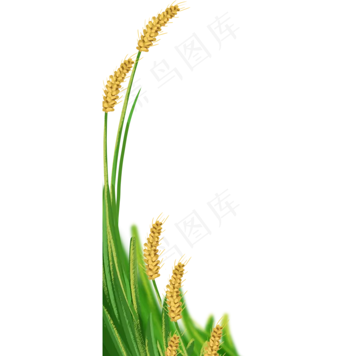 芒种麦穗(2000X2000(DPI:300))psd模版下载