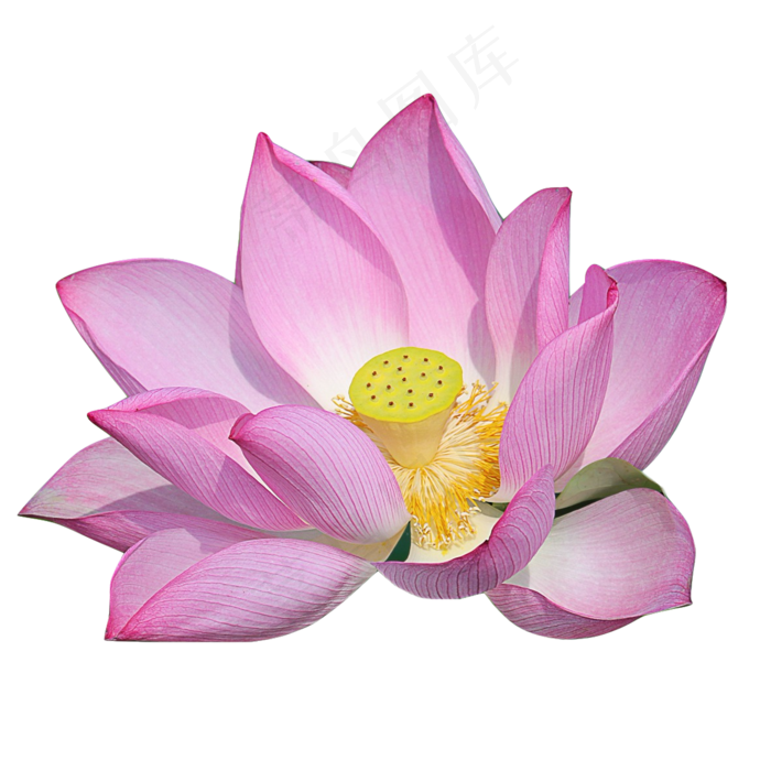 夏天荷花(2000X2000(DPI:300))psd模版下载