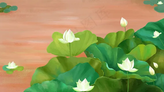 夏日池塘中荷与白莲花 夏日池塘中荷与白莲花