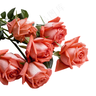 情人节芬芳玫瑰