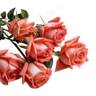 情人节芬芳玫瑰