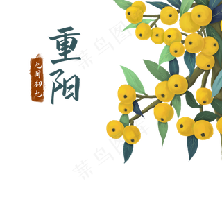 重阳节枇杷水果,免抠元素