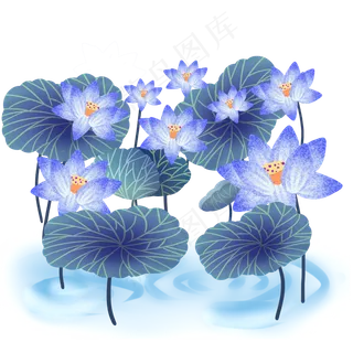 鲜艳荷花荷叶群开放