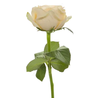 香槟色玫瑰 香槟色玫瑰