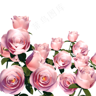 植物玫瑰花,免抠元素