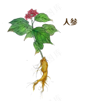 国画中药材人参,免抠元素