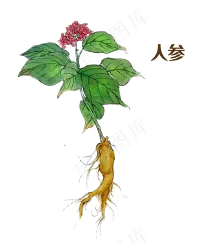 国画中药材人参,免抠元素