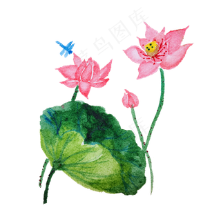 手绘水彩植物荷花