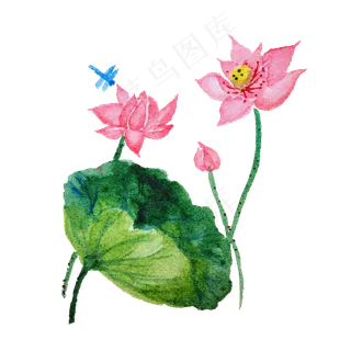 手绘水彩植物荷花 手绘水彩植物荷花